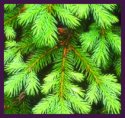 Wild Spruce